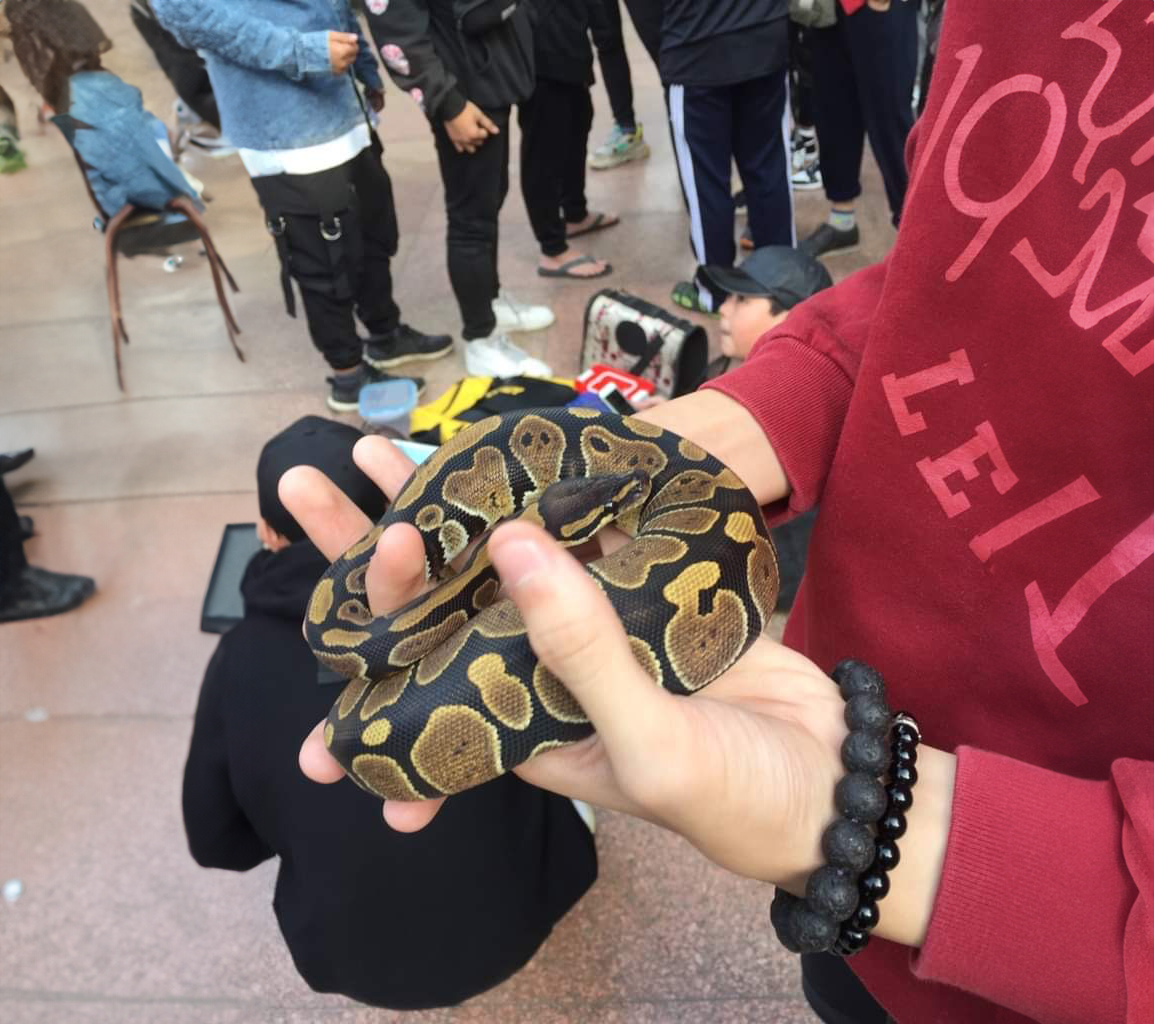 A person holding a ball python