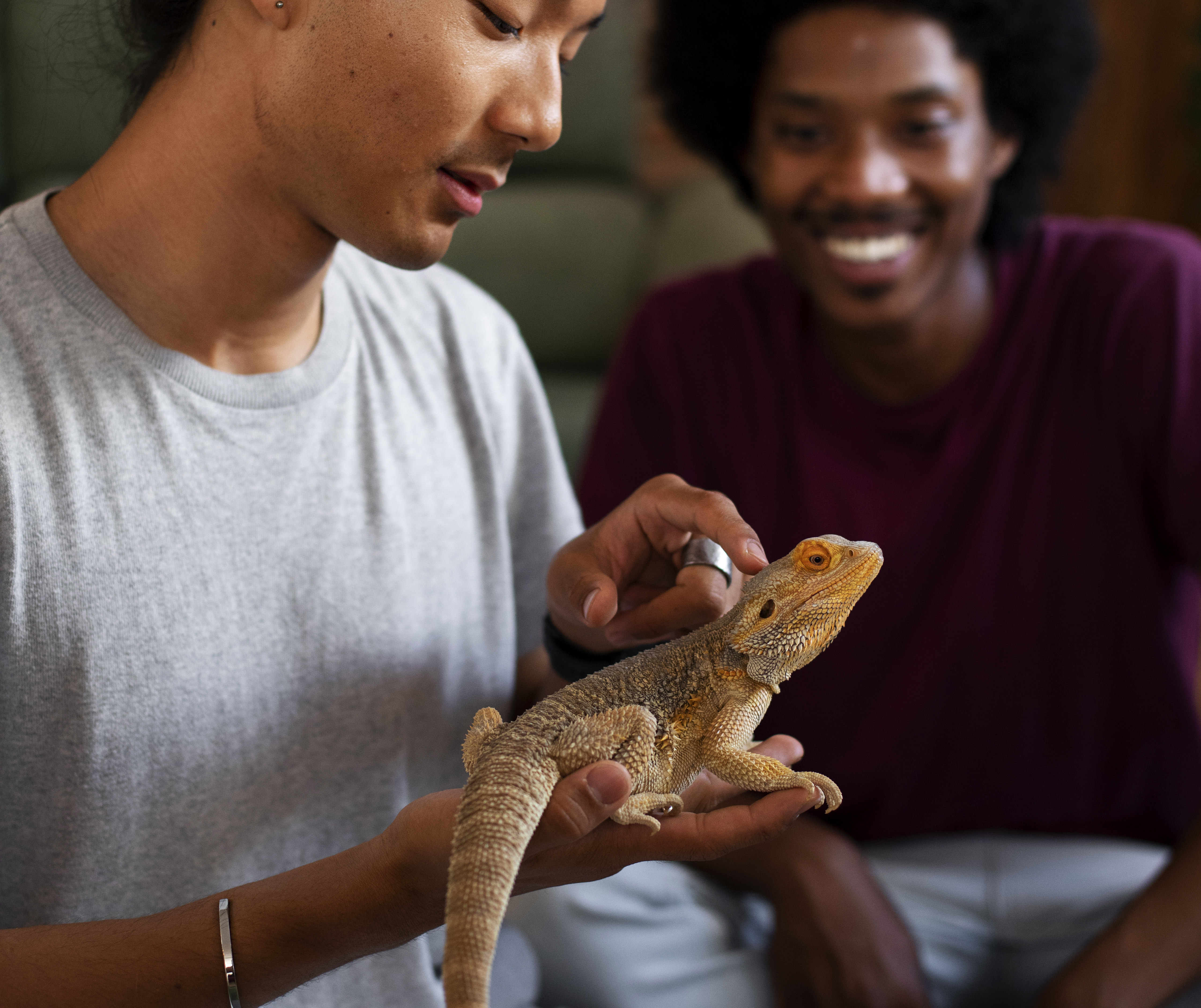 Person holding a bearded dragon