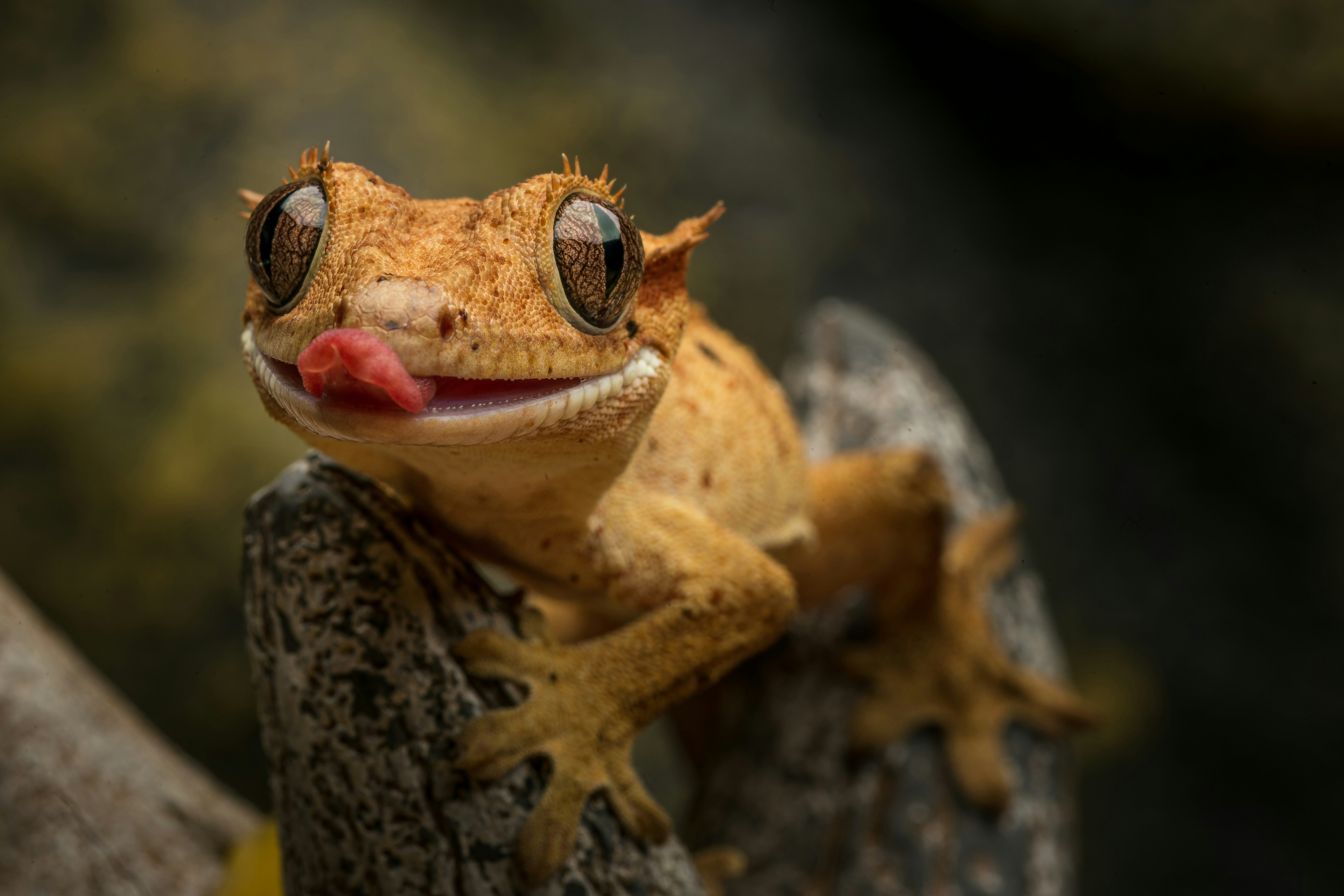 a close up of a crested gecko
