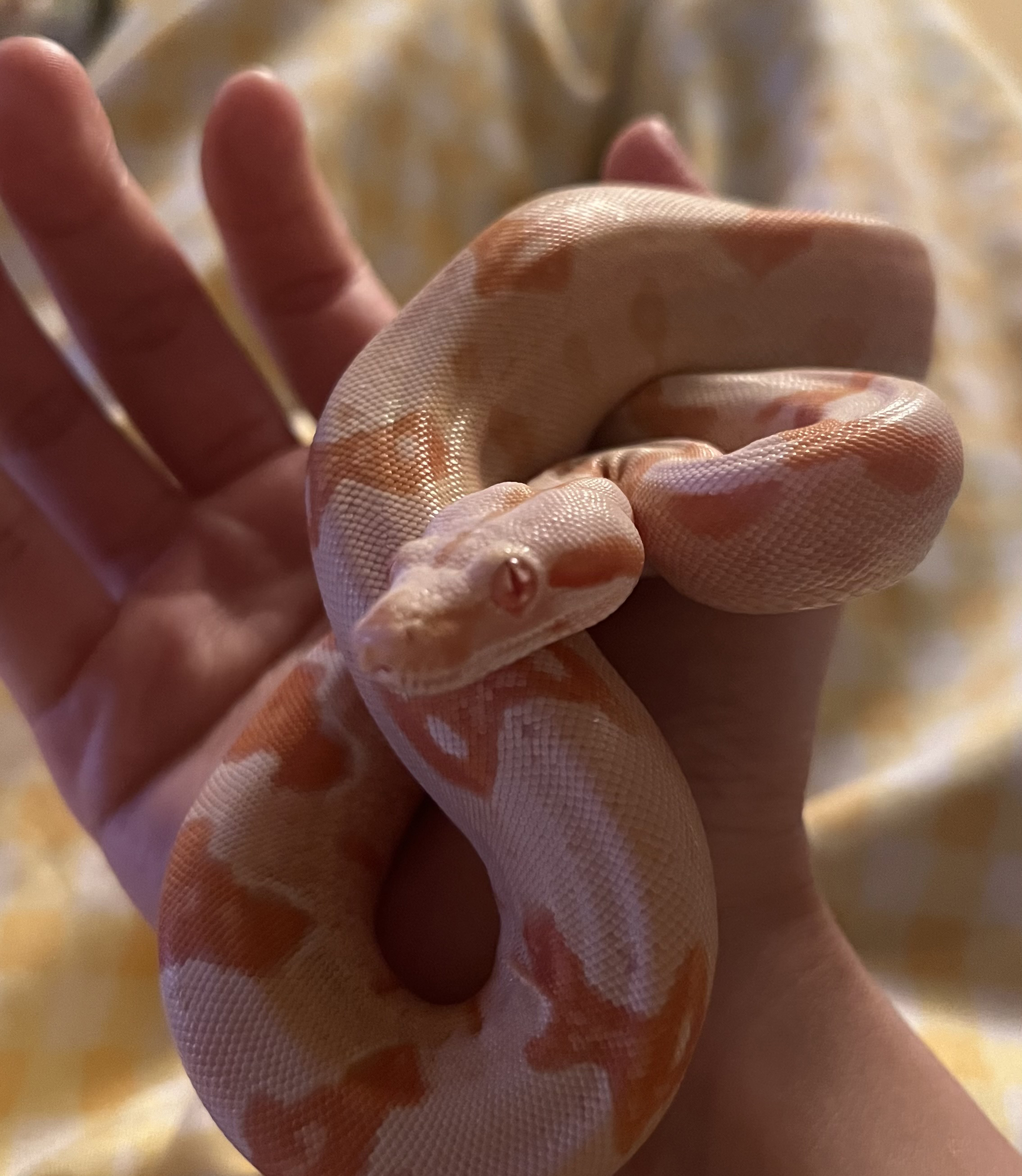 a close up of a juvenile Boa Constrictor