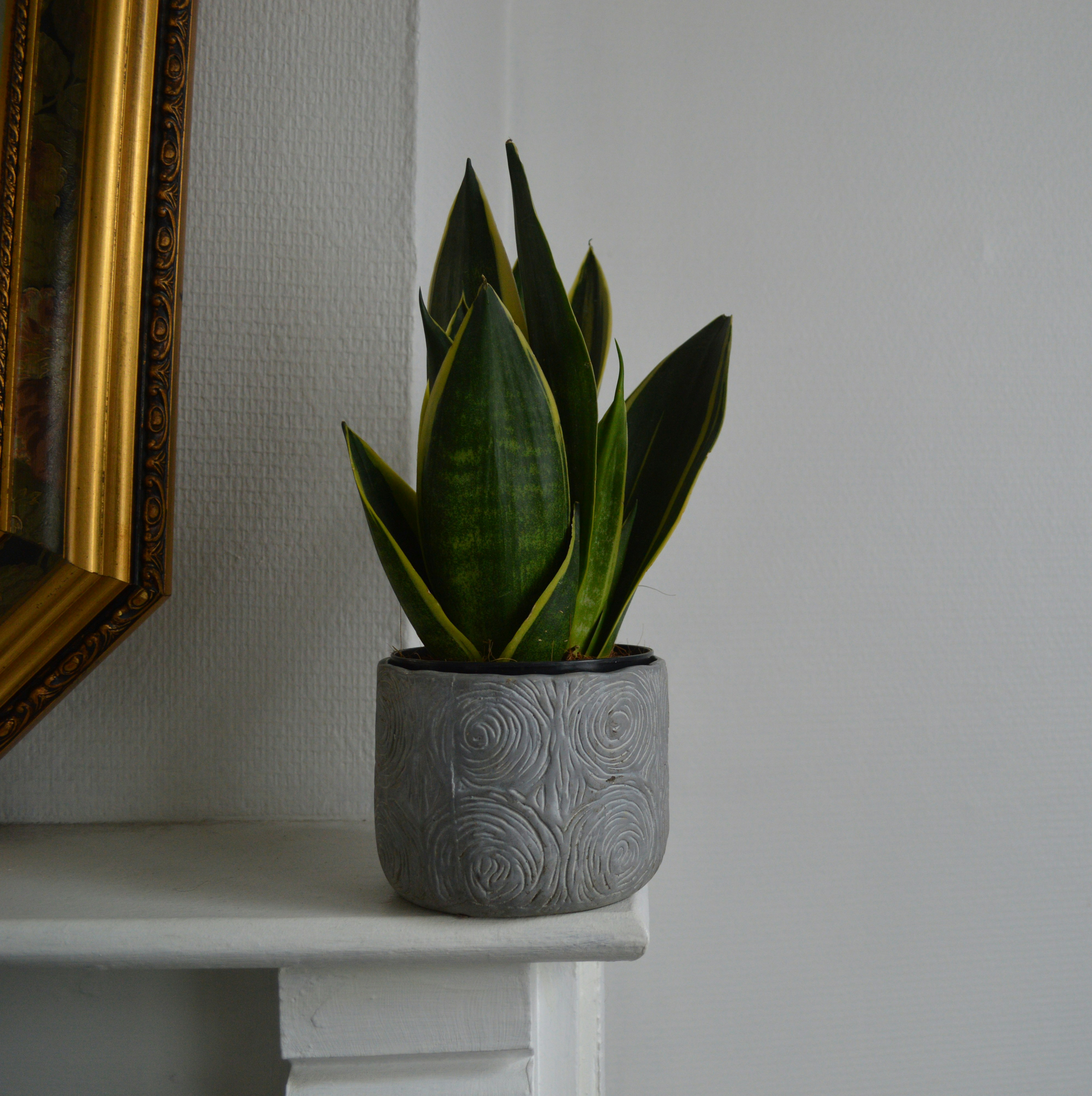 a snake plant